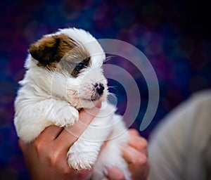 A cute jack russell terrier puppy, photo with blurry background