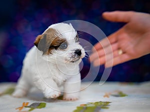 A cute jack russell terrier puppy, photo with blurry background