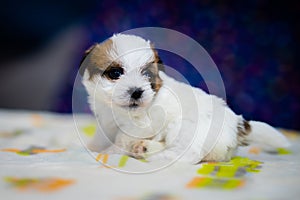 A cute jack russell terrier puppy, photo with blurry background