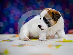 A cute jack russell terrier puppy, photo with blurry background