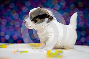 A cute jack russell terrier puppy, photo with blurry background