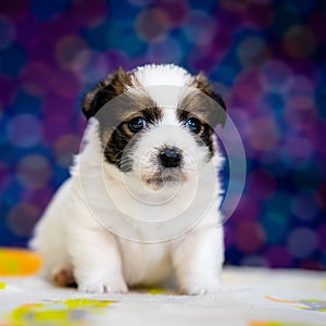 A cute jack russell terrier puppy, photo with blurry background