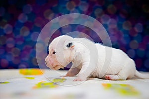 A cute jack russell terrier puppy, photo with blurry background