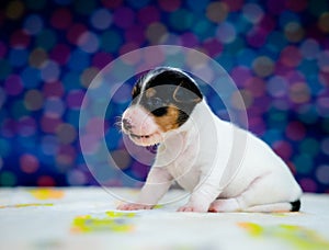 A cute jack russell terrier puppy, photo with blurry background