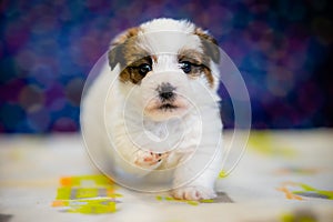 A cute jack russell terrier puppy, photo with blurry background