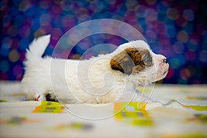 A cute jack russell terrier puppy, photo with blurry background