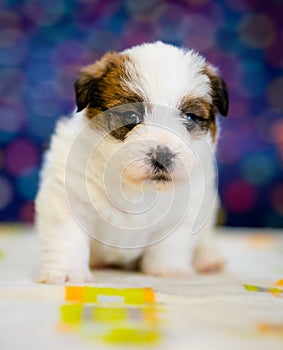 A cute jack russell terrier puppy, photo with blurry background