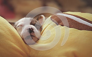 A cute jack russell terrier puppy, photo with blurry background