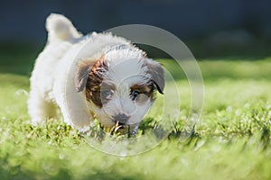 A cute jack russell terrier puppy, photo with blurry background