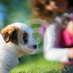 A cute jack russell terrier puppy, photo with blurry background