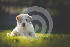 A cute jack russell terrier puppy, photo with blurry background