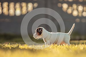 A cute jack russell terrier puppy, photo with blurry background