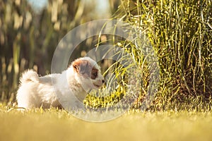 A cute jack russell terrier puppy, photo with blurry background