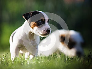 A cute jack russell terrier puppy, photo with blurry background