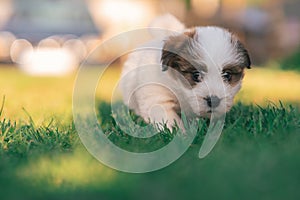 A cute jack russell terrier puppy, photo with blurry background