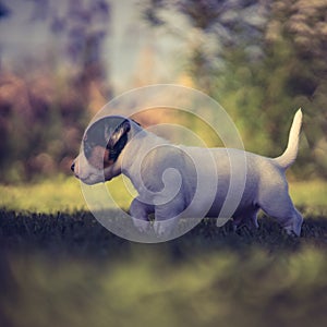 A cute jack russell terrier puppy, photo with blurry background