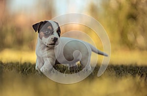 A cute jack russell terrier puppy, photo with blurry background