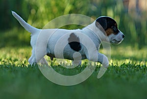 A cute jack russell terrier puppy, photo with blurry background