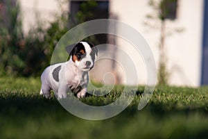 A cute jack russell terrier puppy, photo with blurry background