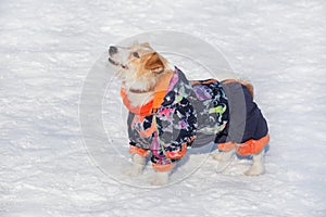 Cute jack russell terrier puppy is standing on a white snow in the winter park. Pet animals