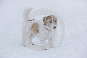 Cute jack russell terrier puppy is standing on a white snow in the winter park. Pet animals