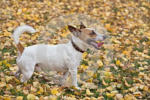 Cute jack russell terrier puppy is standing on yellow leaves in the autumn park. Pet animals