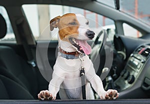 Cute jack russell terrier sit in the car on the front seat