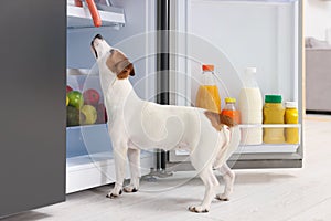 Cute Jack Russell Terrier trying to steal sausage from refrigerator indoors