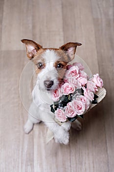 Cute Jack Russell Terrier. Valentine`s day.