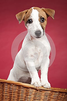 Cute jack russell terrier in wicker basket