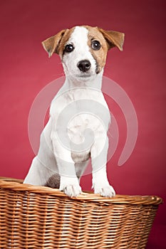 Cute jack russell terrier in wicker basket