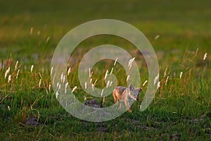 Cute jackal cub babe lost in savannah. Morning orange sunrise in Okavango delta. Black-backed jackal behaviour.