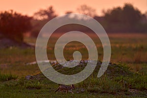 Cute jackal cub babe lost in savannah. Morning orange sunrise in Okavango delta, Botswana in Africa. Black-backed jackal behaviour