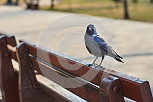 Cute jackdaw sitting on a bench in the park