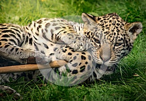 Cute jaguar cub