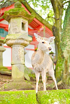 Cute Japanese deer and stone lantern at Kasuga Taisha shrine in Nara