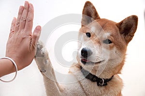 Cute japanese dog give hi-five for buddy greeting symbol