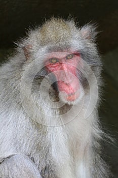 Cute Japanese monkey