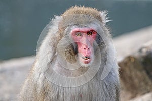 Cute Japanese monkey