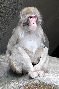 Cute Japanese monkey
