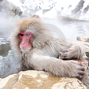 Cute japanese snow monkey sitting in a hot spring. Nagano Prefecture, Japan