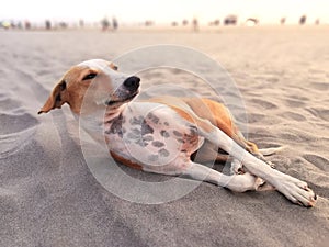 A cute and   joyful mongrel dog lies on the sand on the beach under the sun at sunset