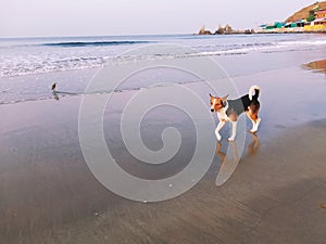 A cute and joyful   mongrel dog runs along the seashore on the beach under the sun at sunset