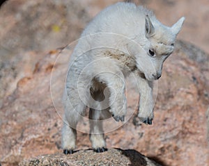 A Cute and Joyful Mountain Goat Baby Playing on the Rocks