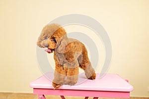 Cute and joyful purebred toy poodle puppy