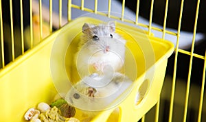 Cute Jungar hamsters in a cage