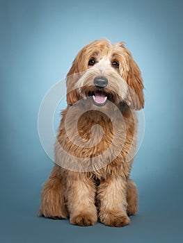 Cute junior Cobberdog / Labradoodle on turquoise