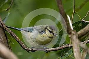 Cute juvenile Eurasian blue tit bird in the green forest foliage