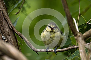 Cute juvenile Eurasian blue tit bird in the green forest foliage