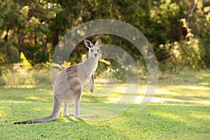 Cute Kangaroo